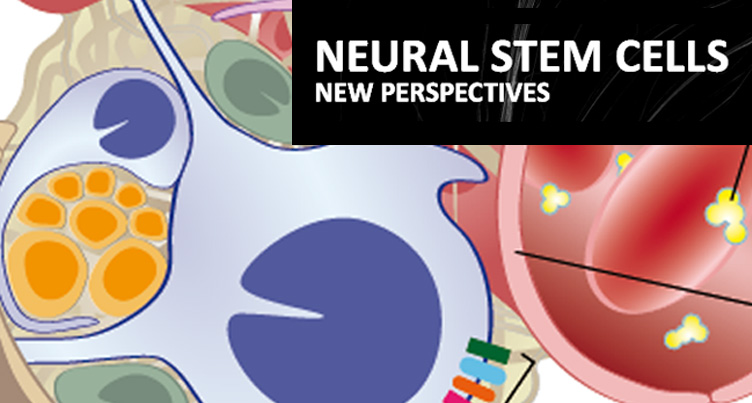 Neural Stem cells. New Perspectives, L.Bonfanti