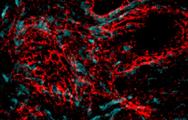 Molecular and Cellular Neuroscience