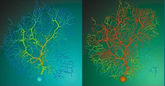 The Cerebellum, October 2014: in memory of Ferdinando Rossi