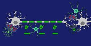 GLIAL CELLS-NEURON CROSSTALK IN CNS HEALTH AND DISEASE