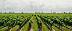 agriculture-clouds-grapes-21393