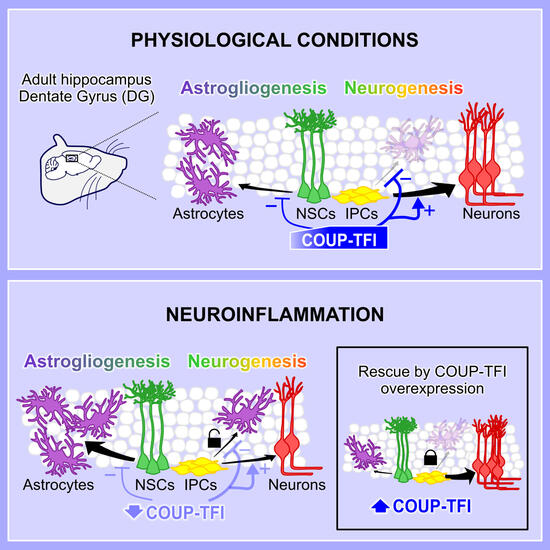 Bonzano_CellReports_Graphical Abstract_web