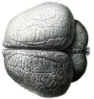 cervello