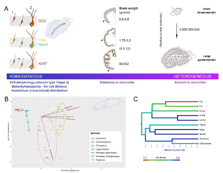 eLife_Immagine Ricerca