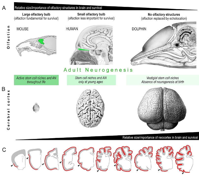 FIG 5 web