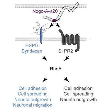 graphical abstract