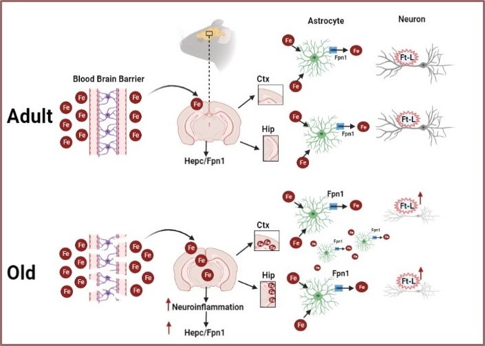 Graphical Abstract