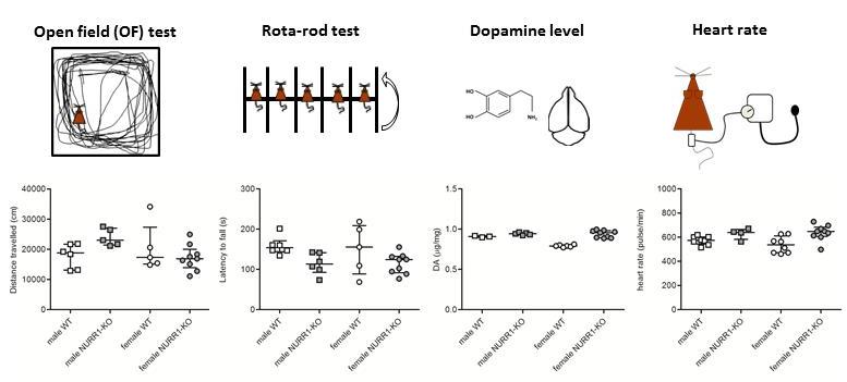 Graphical abstract