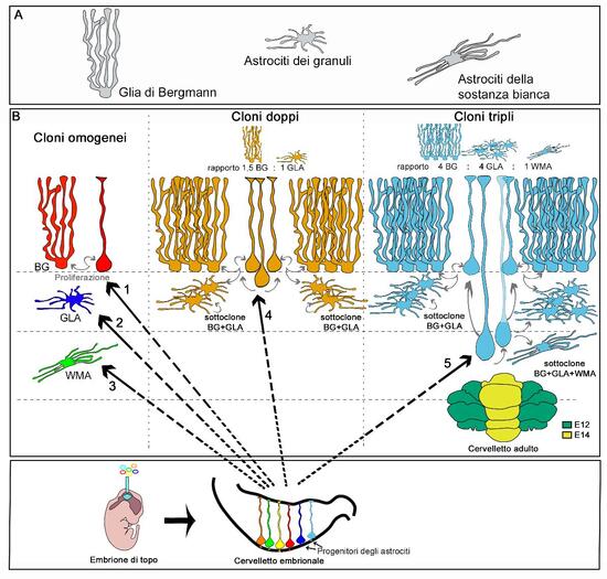 Graphical abstract