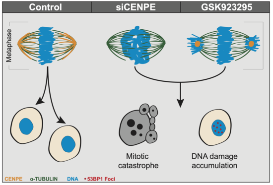 graphical abstract