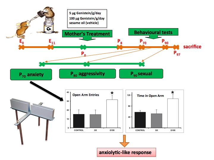 graphical_abstract_panzica