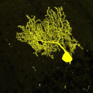 MAX_Cells of crb.lif - Purkinje cell (RGB) MOD