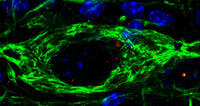 Modulare-la-pulizia-cellulare-una-possibile-cura-per-la-SMA