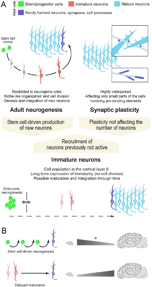 NeuralRegenRes_2021_16_11_2198_310683_f1