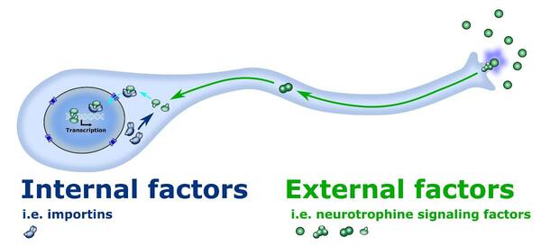 neuron_only