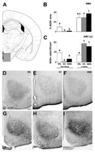 neurosci_panzica-febb2017Fig4