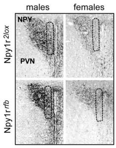 npy