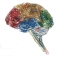 OlimpiadiNeuroscienze-2017-trasparente