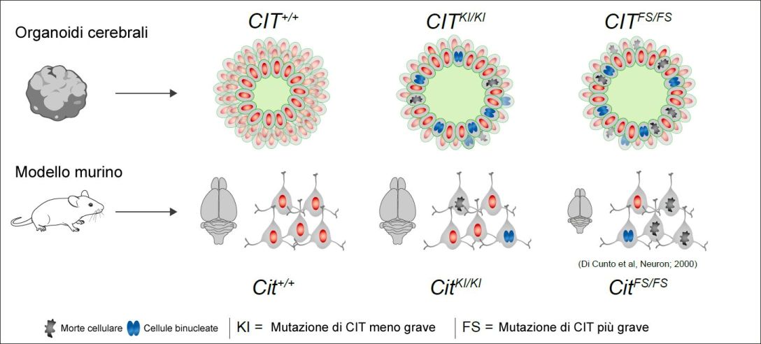 ORGANOIDI_Graphical abstract