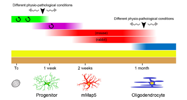 Plos-INTERNO