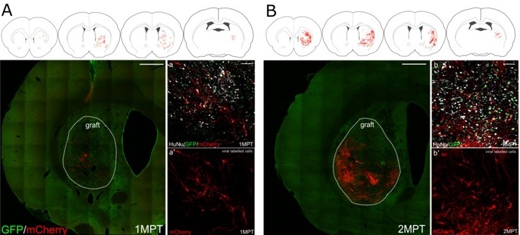 StemCellRep-_april2020