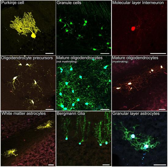 Tavola cells crb