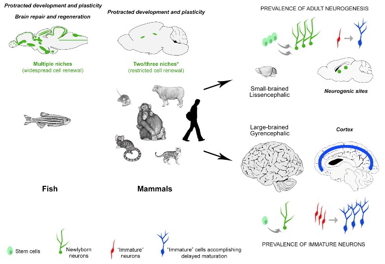 Zebrafish_web