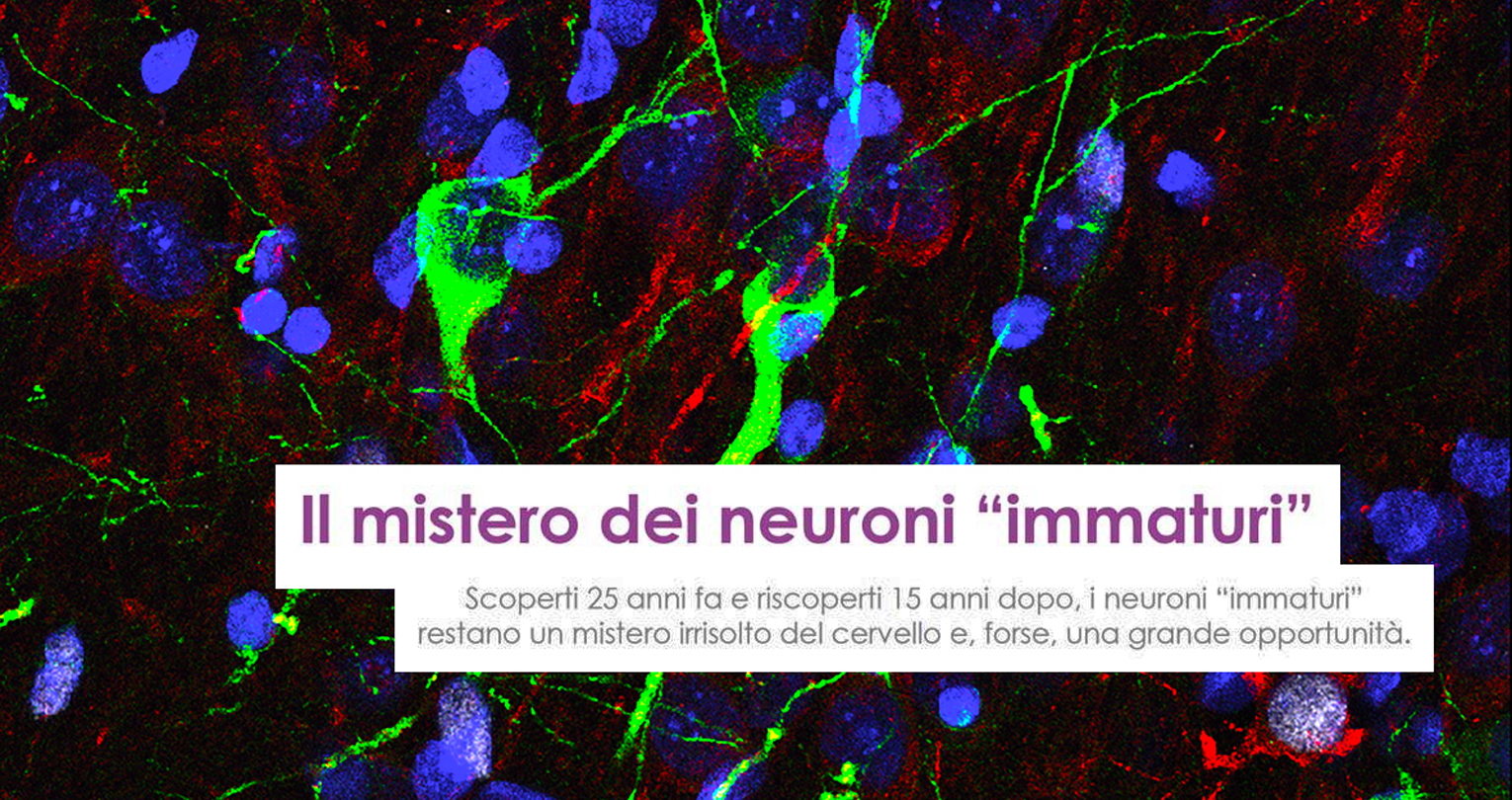 Il mistero dei neuroni "immaturi"