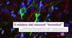 Il mistero dei neuroni "immaturi"