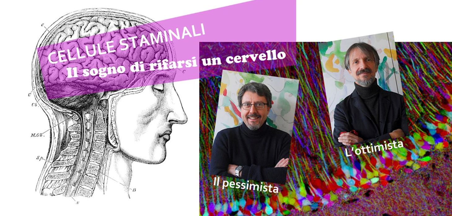 La plasticità cerebrale: dalle cellule staminali alla vita di tutti i giorni La plasticità cerebrale: dalle cellule staminali alla vita di tutti i giorni