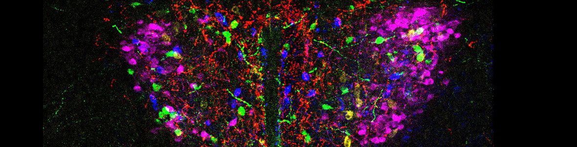 Neuroendocrinology