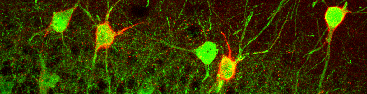 Neuropsychopharmacology Neuropsychopharmacology