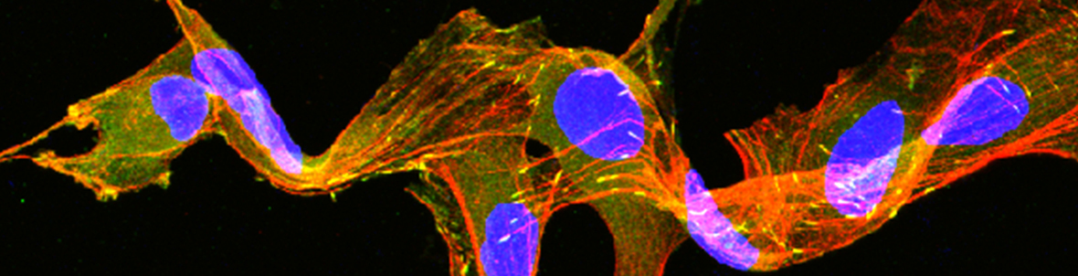 nerve-regeneration_geuna nerve-regeneration_geuna