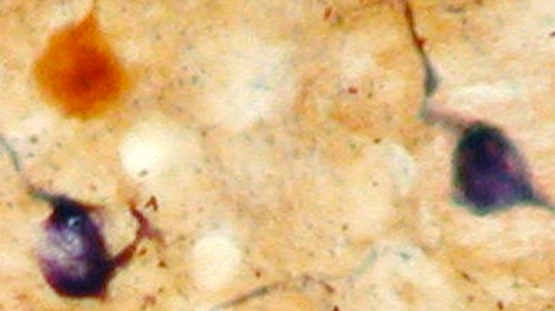 Brain Research, G. Panzica Brain Research, G. Panzica
