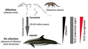 Capire la plasticità cerebrale studiando il delfino