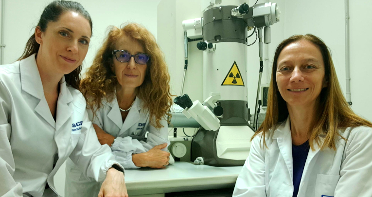 Dimostrato per la prima volta l'asse intestino - sistema nervoso periferico