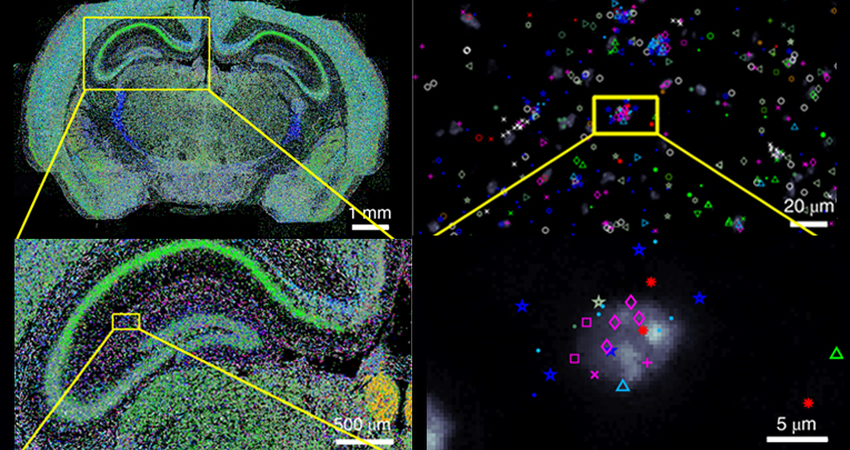 SPACER: A single cell SPAtiotemporal transcriptomic atlas to unveil CERebellar development and function in mouse