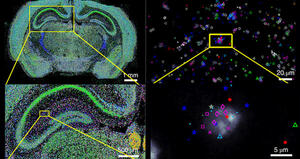 SPACER: A single cell SPAtiotemporal transcriptomic atlas to unveil CERebellar development and function in mouse