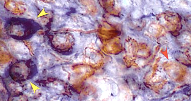 Neuroendocrinology Neuroendocrinology