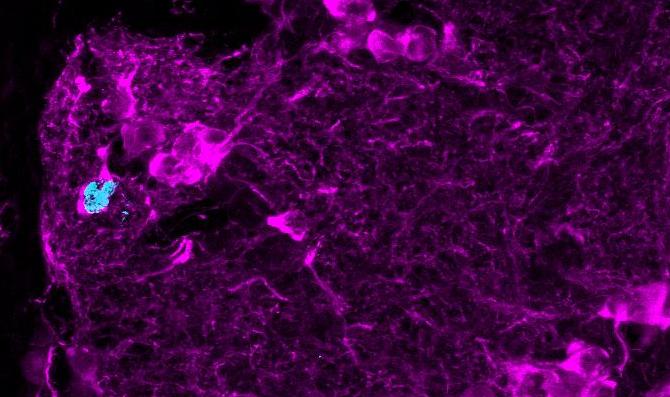 Eur J Neuroscience, S. Bonzano Eur J Neuroscience, S. Bonzano