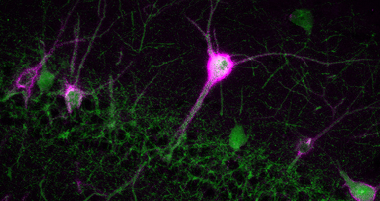 NPY-Y1 receptor signaling controls spatial learning and perineuronal net expression