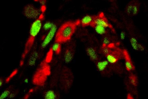 International Review of Neurobiology International Review of Neurobiology