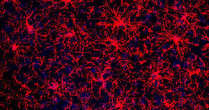 L'eredità nascosta delle cellule: nuova luce sui progenitori degli oligodendrociti