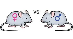 Sex differences in behavioral and metabolic effects of gene inactivation: The neuropeptide Y and Y receptors in the brain