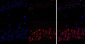 Beta-amyloid 1-42 monomers, but not oligomers, produce PHF-like conformation of Tau protein.