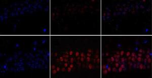 Beta-amyloid 1-42 monomers, but not oligomers, produce PHF-like conformation of Tau protein.