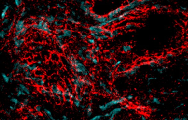 Molecular and Cellular Neuroscience Molecular and Cellular Neuroscience