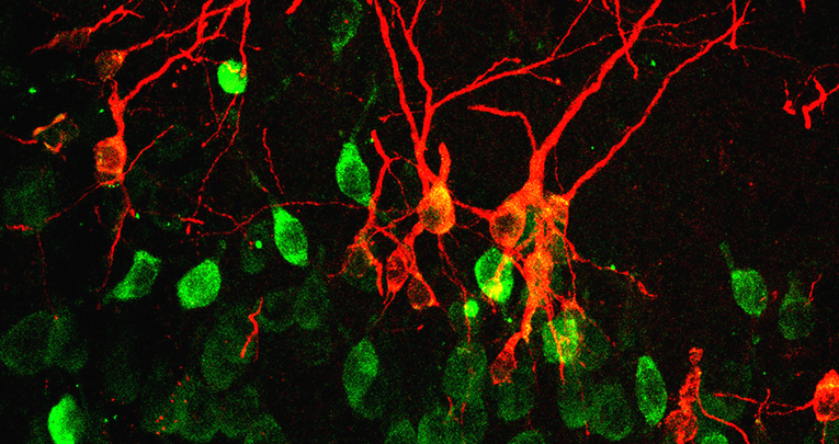 Journal of Neuroscience Bonfanti NICO