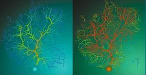 The Cerebellum, October 2014: in memory of Ferdinando Rossi